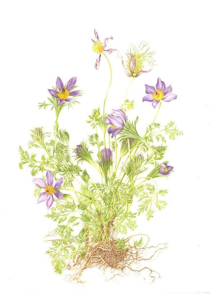 Pulsatilla vulgaris | botanix