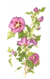 Hibiscus syriacus | botanix