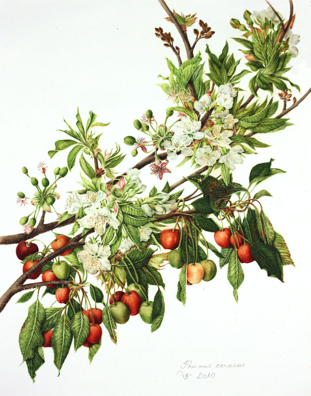 Prunus cerasus