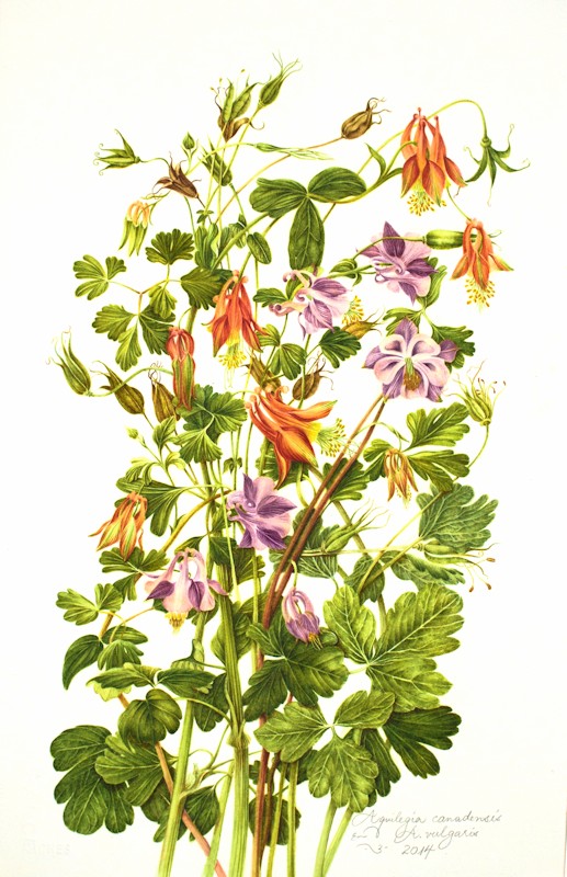 Aquilegia