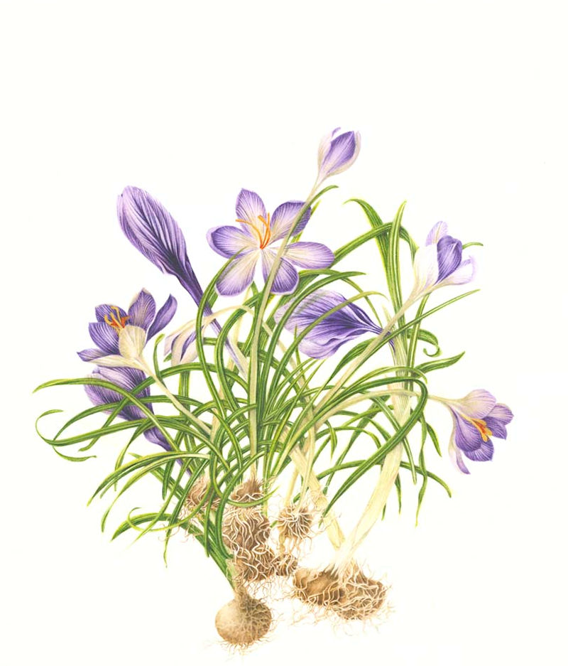 Crocus 2015