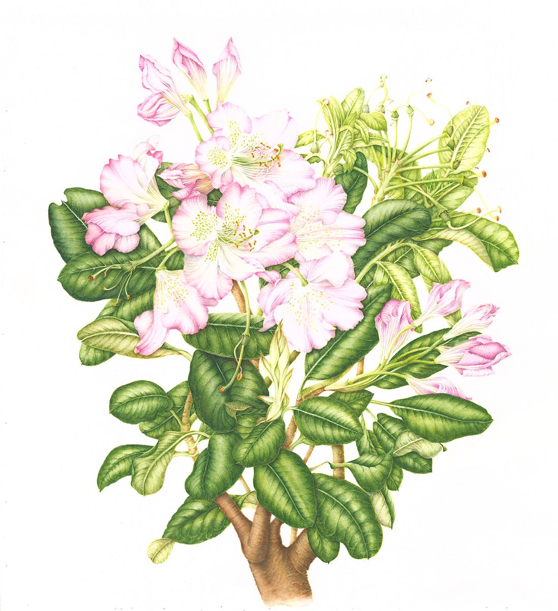 Rhododendron “scintillation”